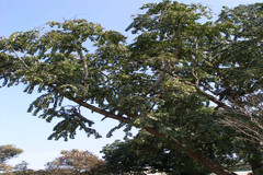 Duabanga grandiflora